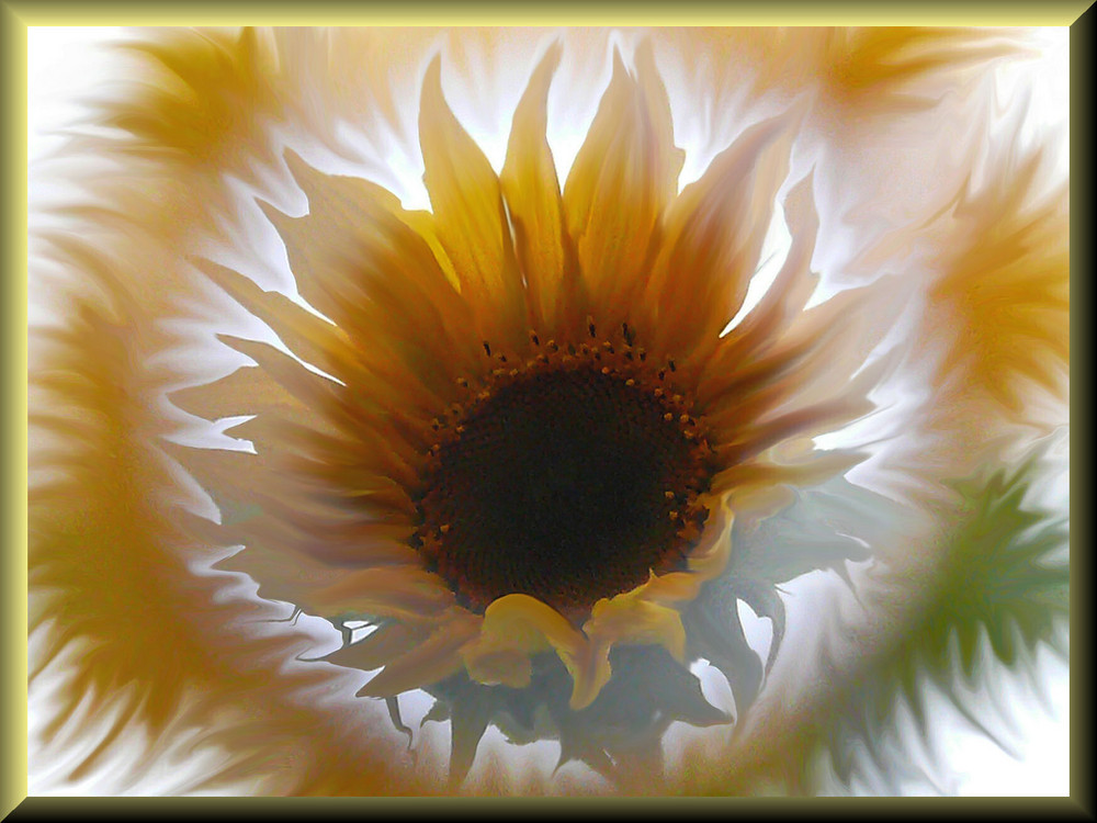 Sonnenblume