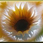 Sonnenblume