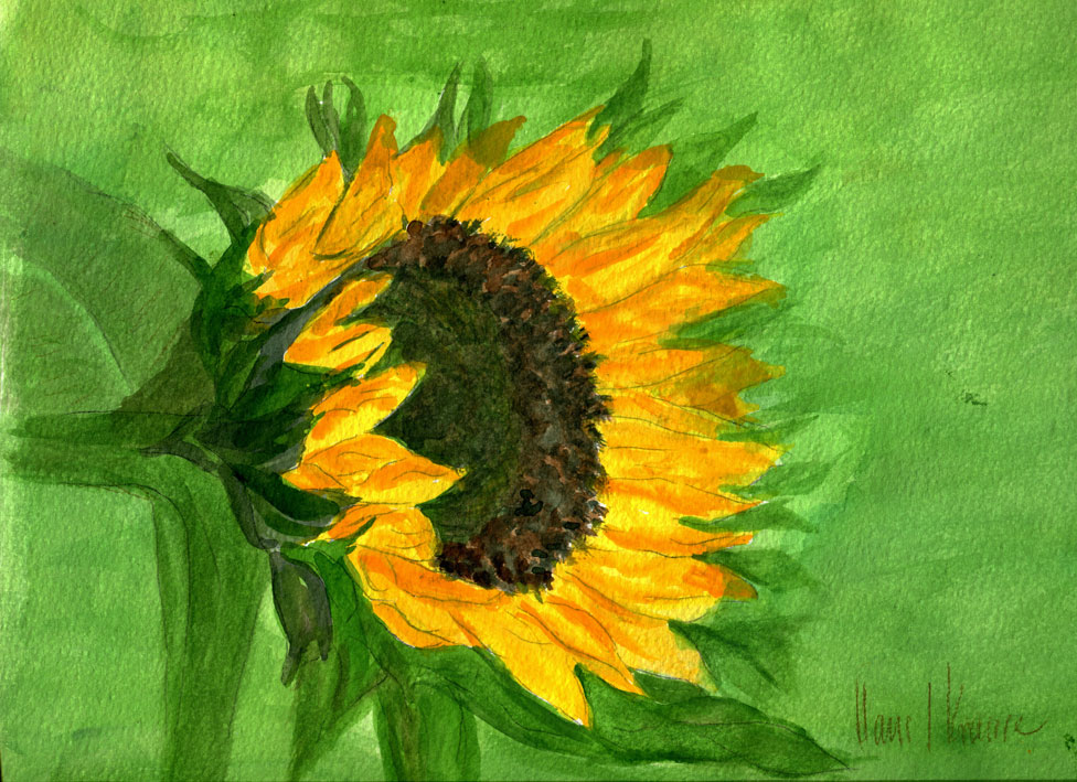 Sonnenblume