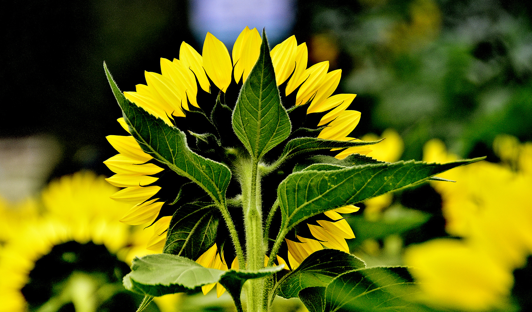 Sonnenblume