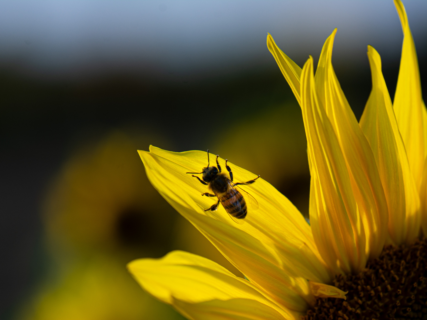 Sonnenblume