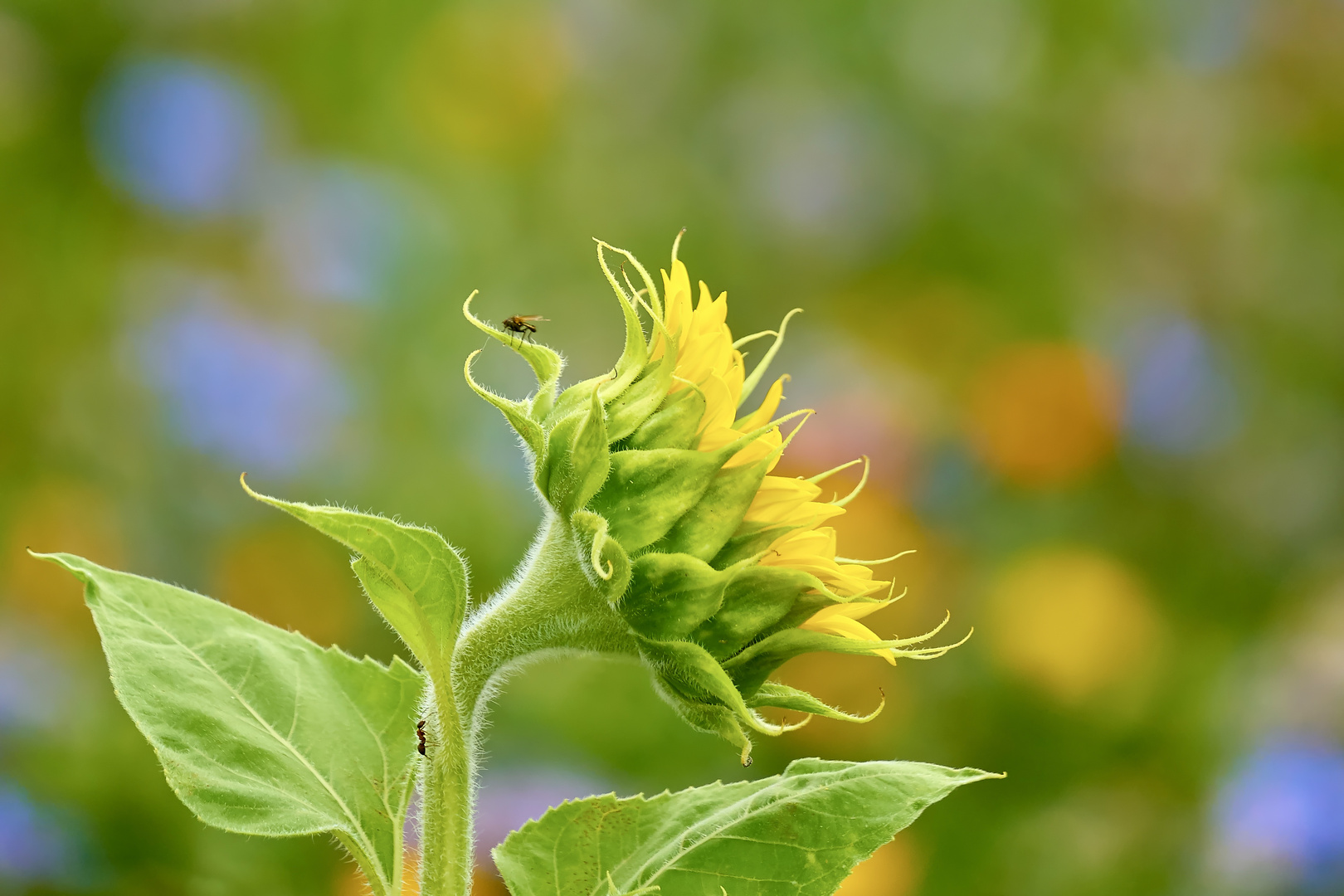 Sonnenblume