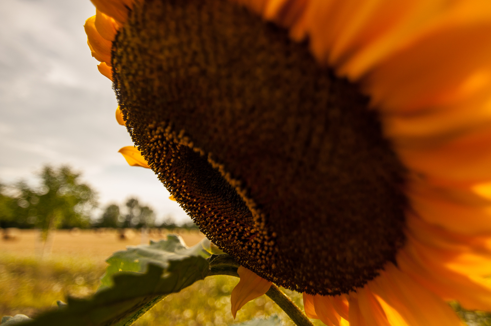 Sonnenblume