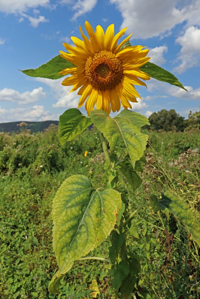 Sonnenblume Foto &amp; Bild pflanzen, pilze &amp; flechten, blüten