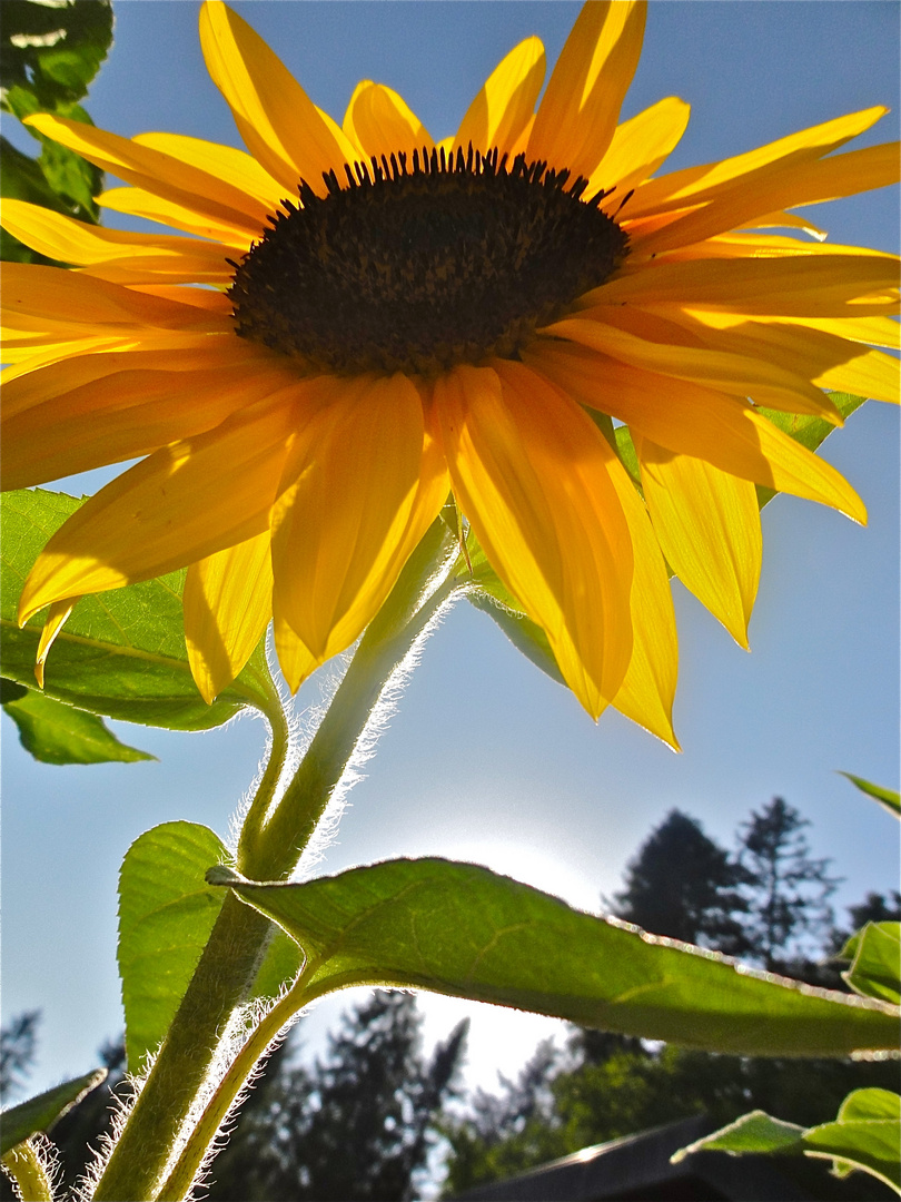 Sonnenblume-
