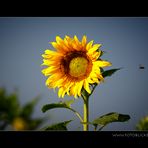 SonnenBlume