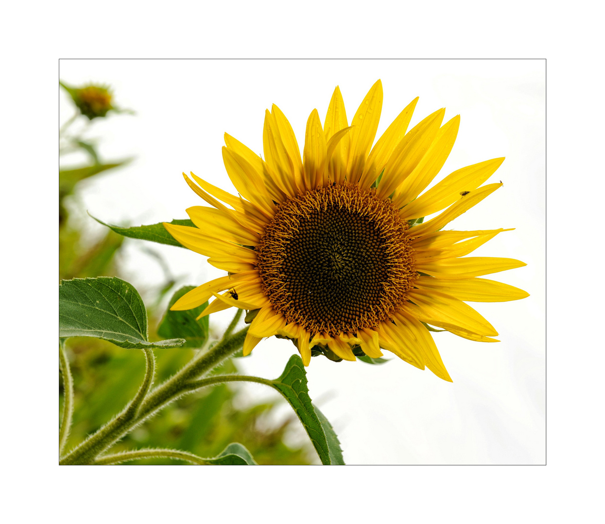 Sonnenblume