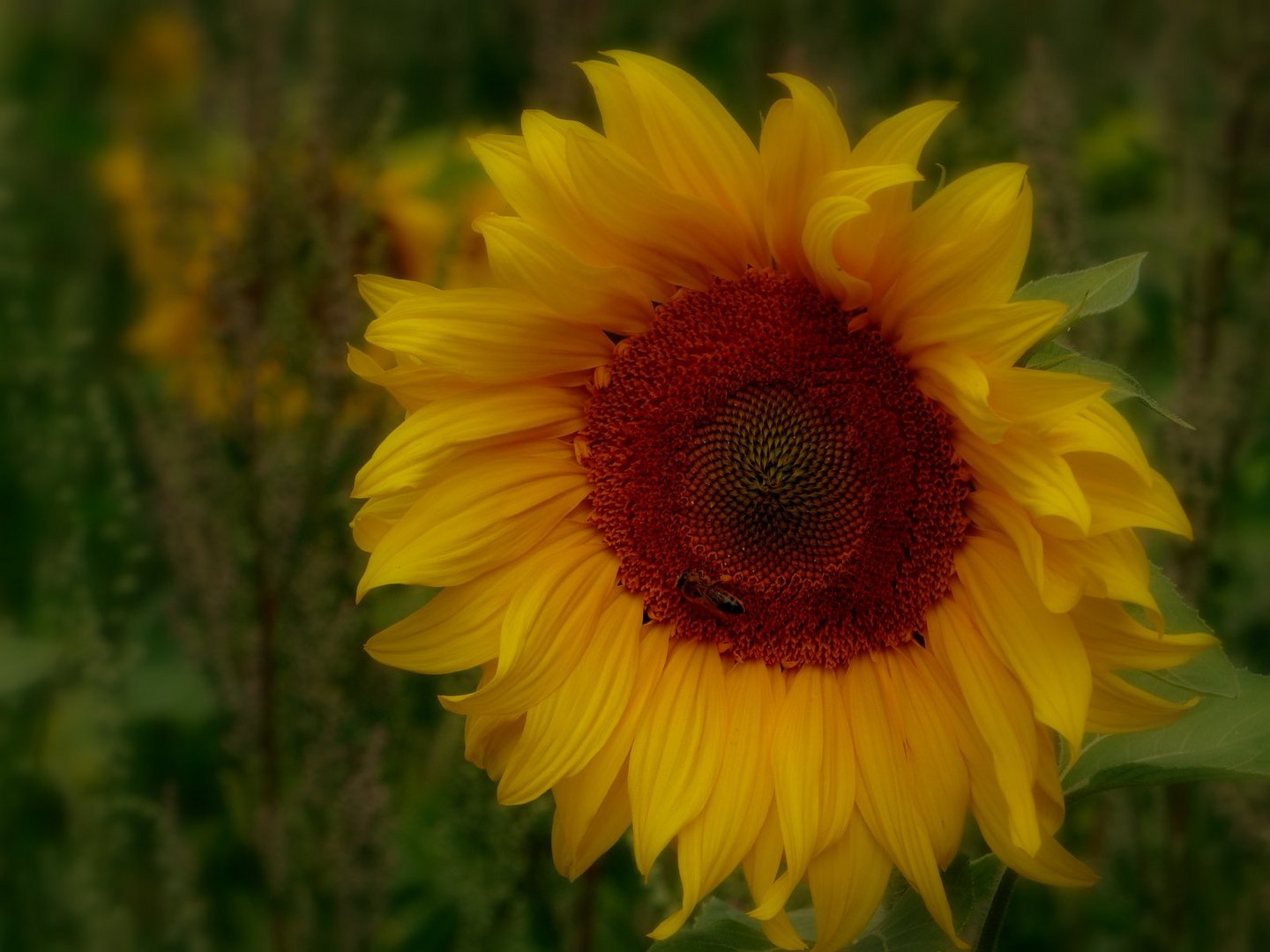 SonnenBlume