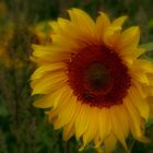 SonnenBlume