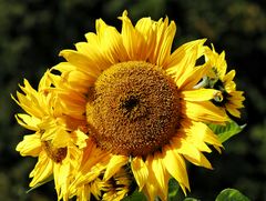 Sonnenblume