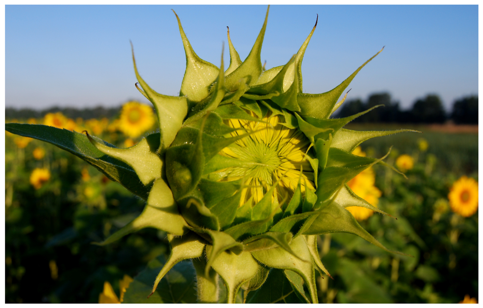 Sonnenblume!