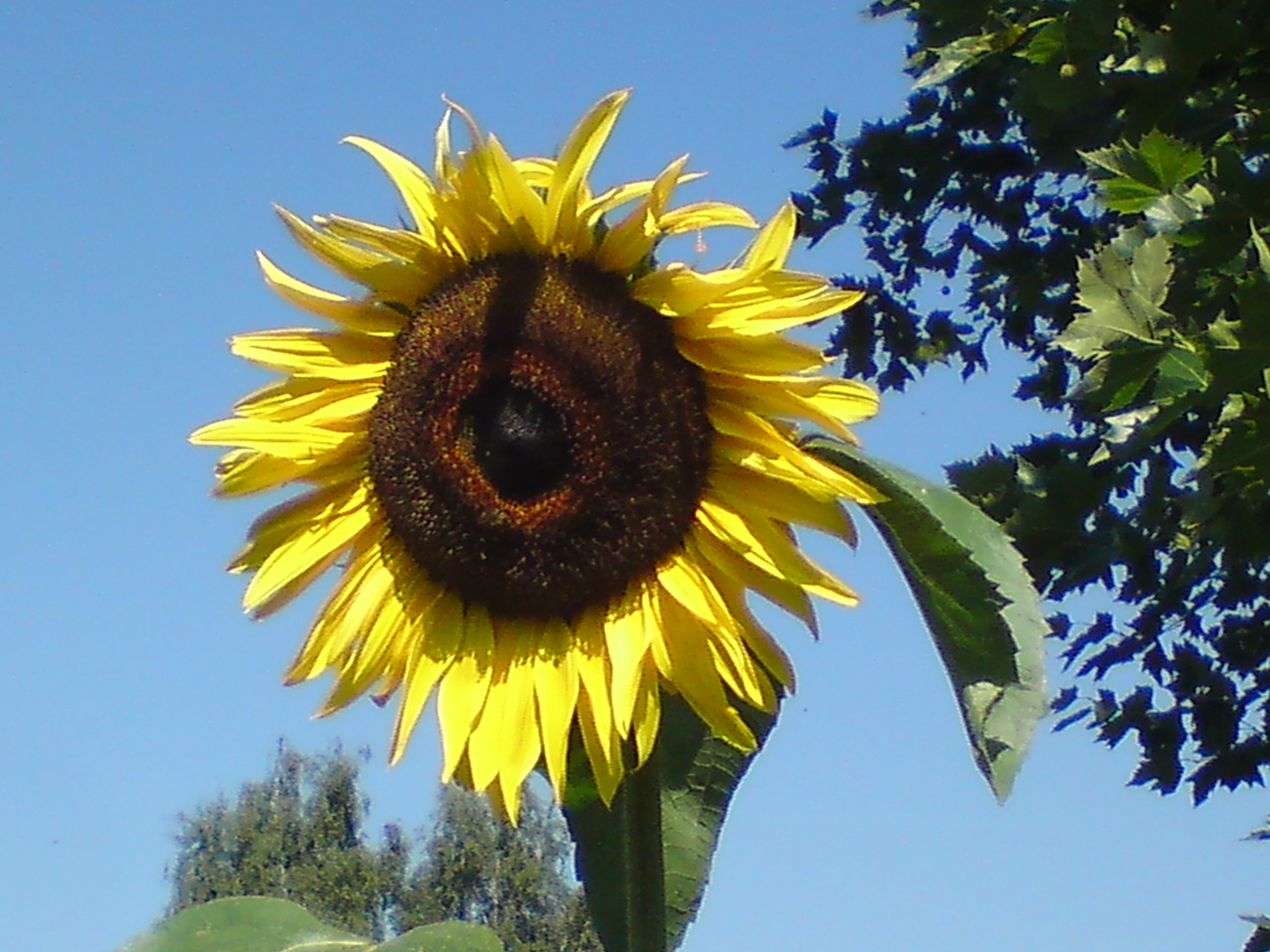 Sonnenblume