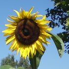 Sonnenblume