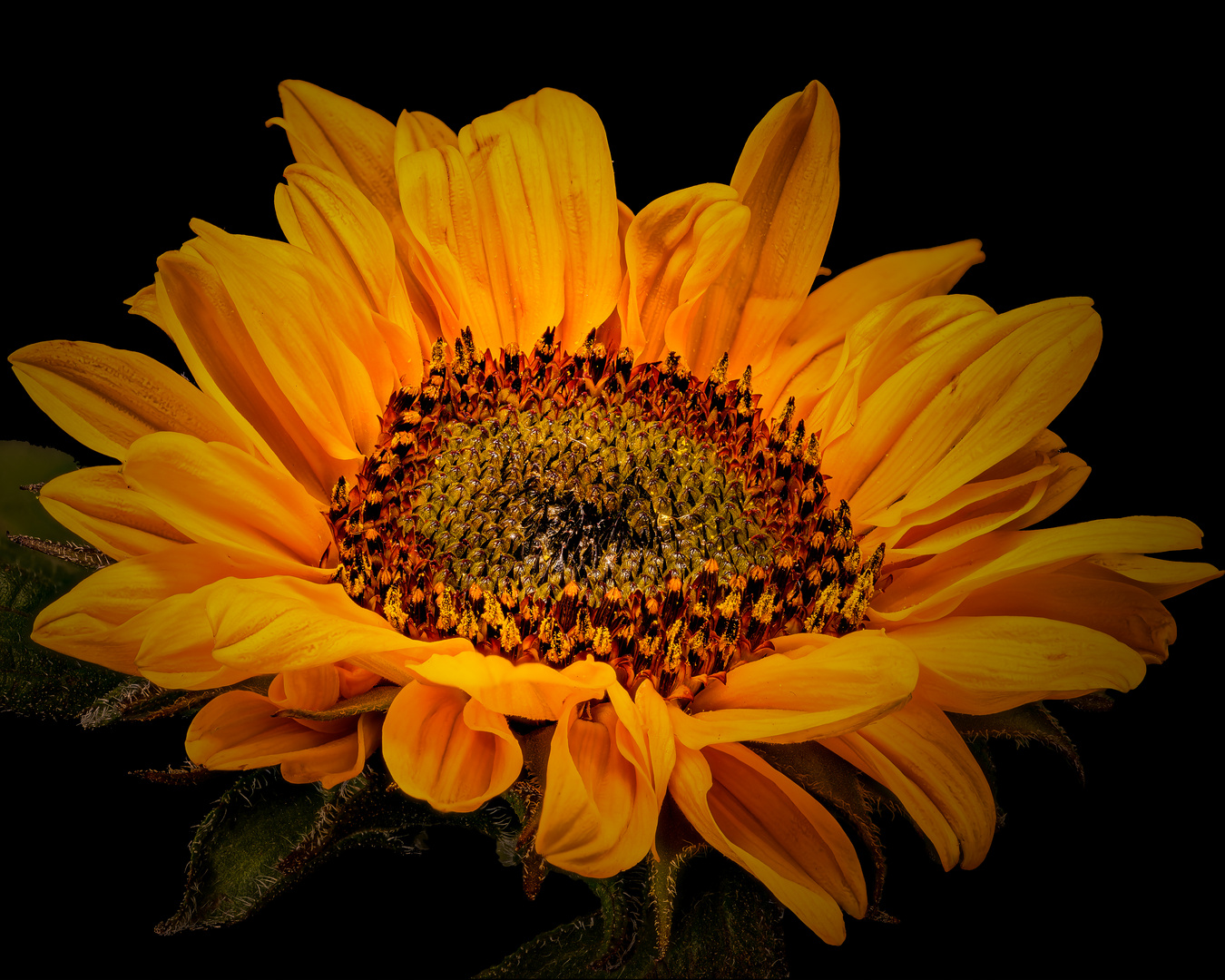 Sonnenblume