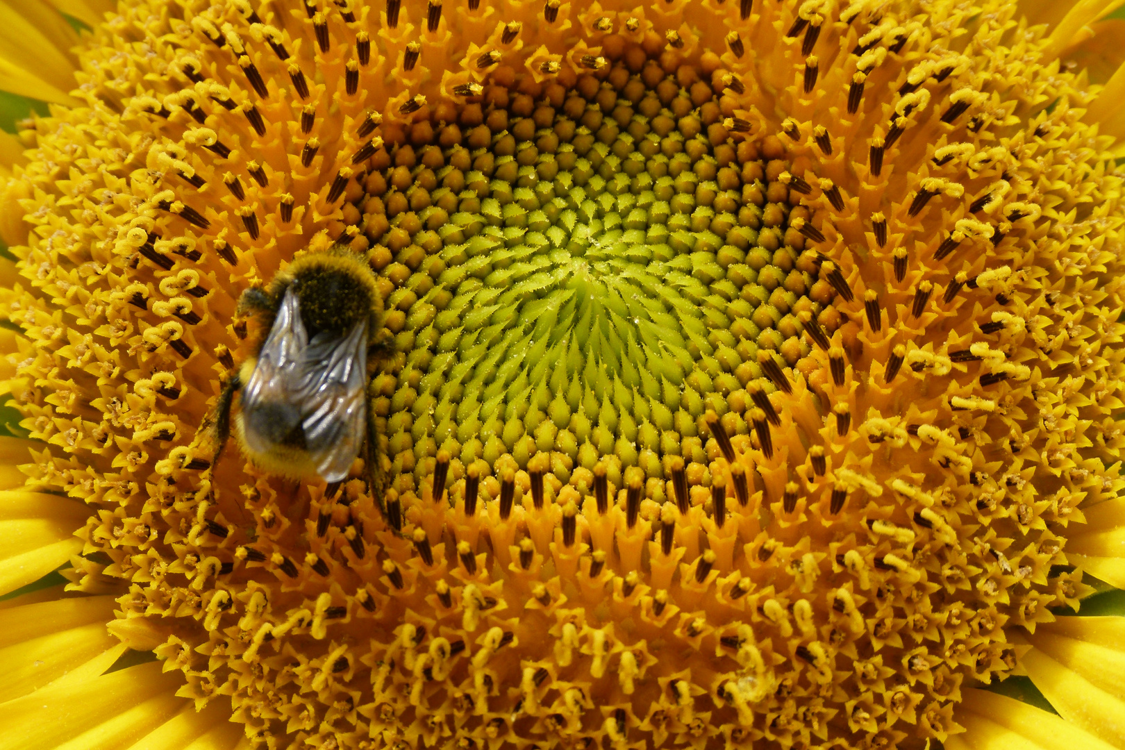 Sonnenblume bei Lauenberg,17.08.2013