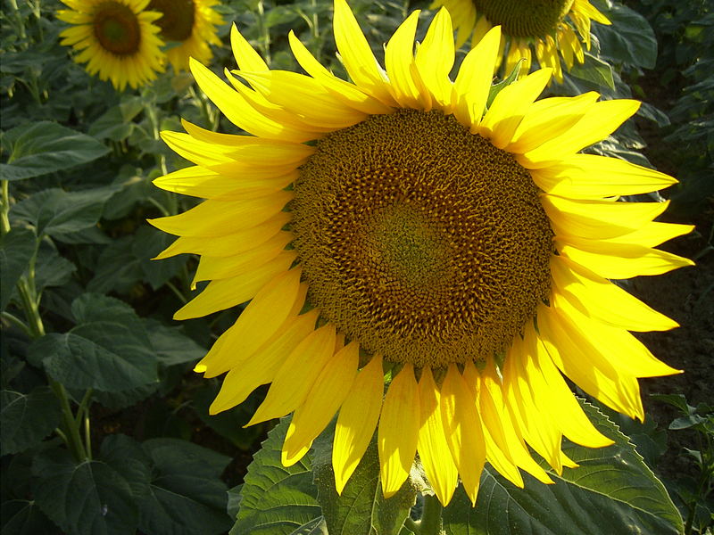 Sonnenblume bei Licht betrachtet