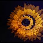 Sonnenblume bei Nacht