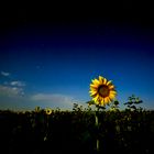 Sonnenblume bei Nacht