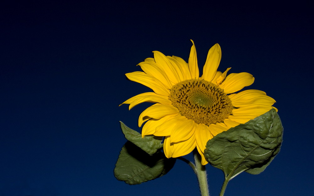 Sonnenblume bei nacht