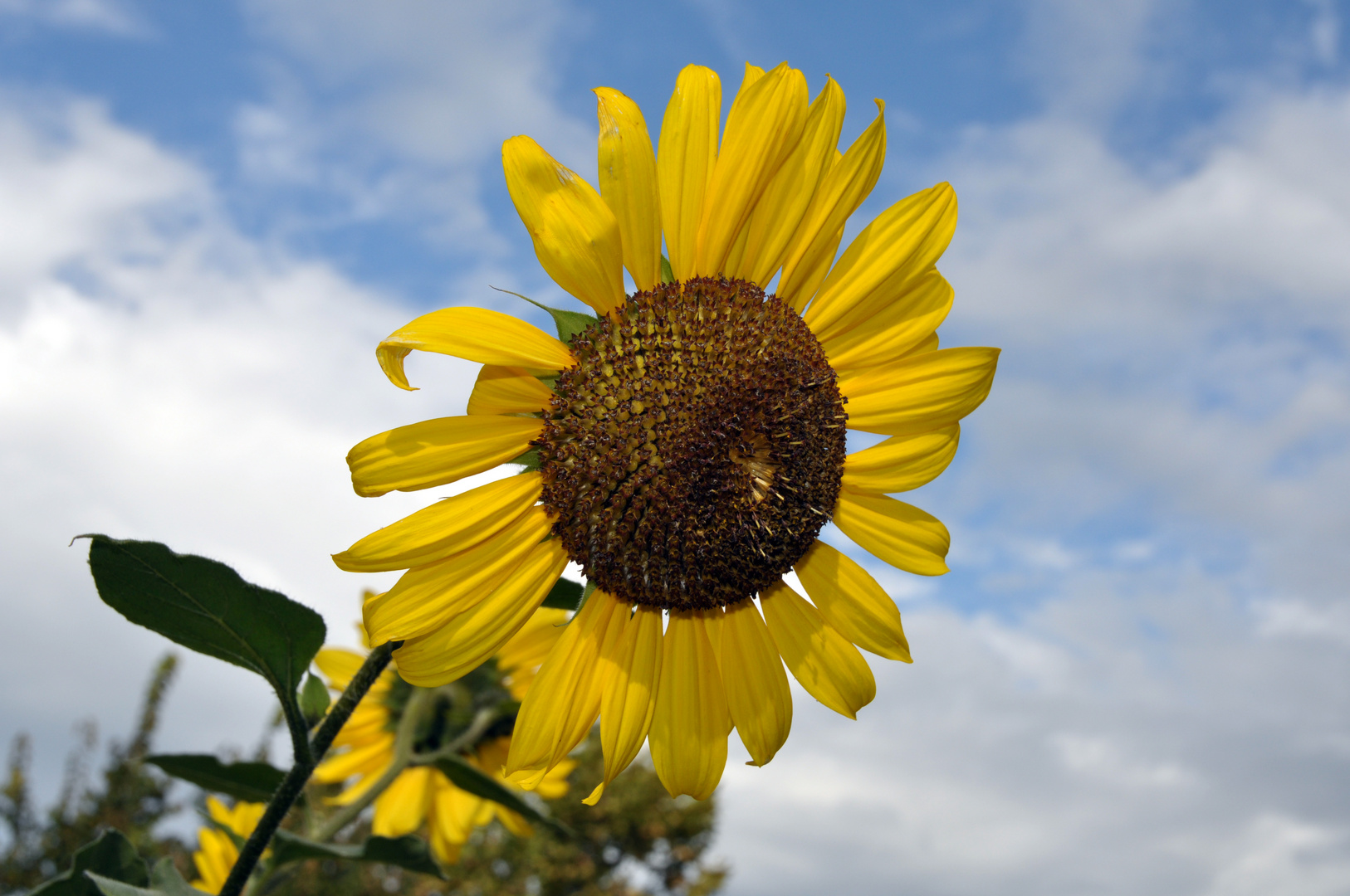 Sonnenblume bei Radda In Chianti