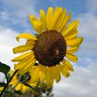 Sonnenblume bei Radda In Chianti