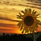 Sonnenblume bei Sonnenuntergangsstimmung