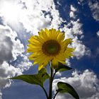 Sonnenblume bei strahlend blauen Himmel