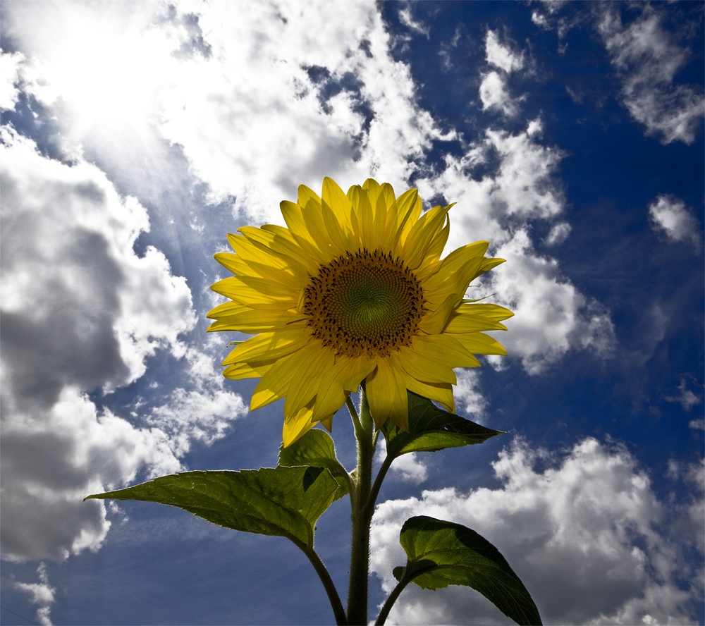 Sonnenblume bei strahlend blauen Himmel