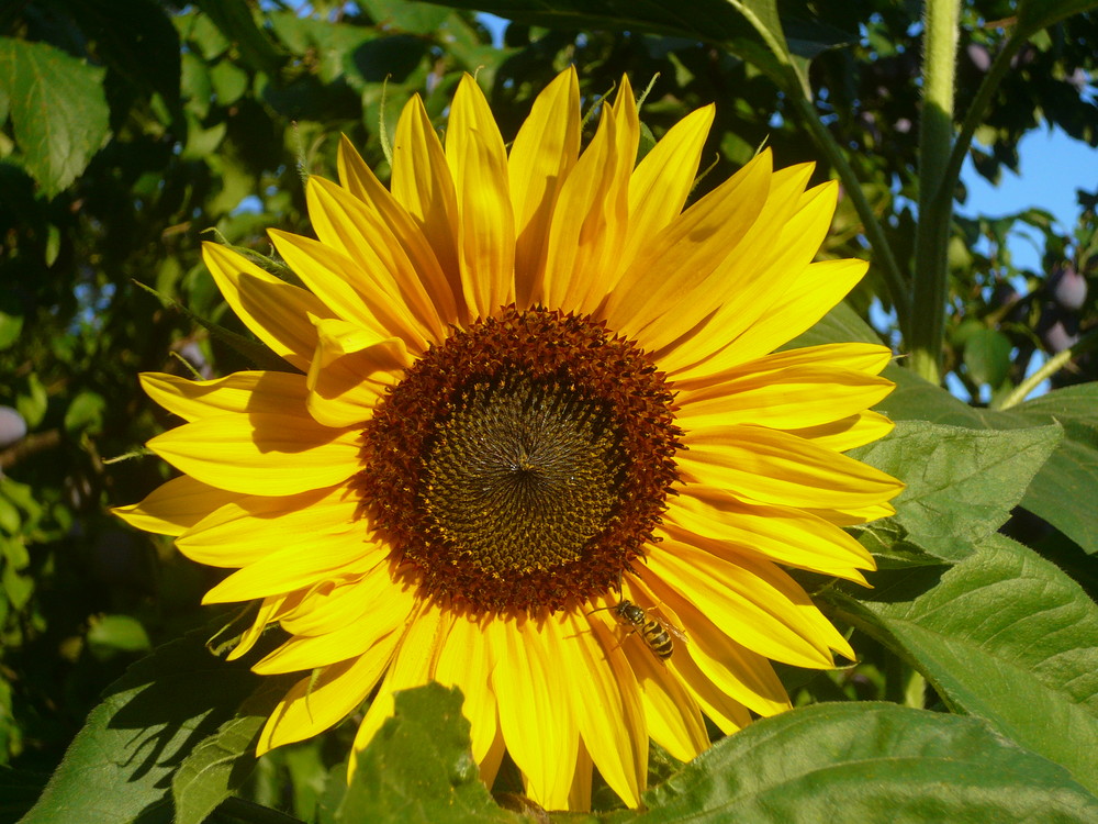 Sonnenblume bei strahlendem Sonnenschein