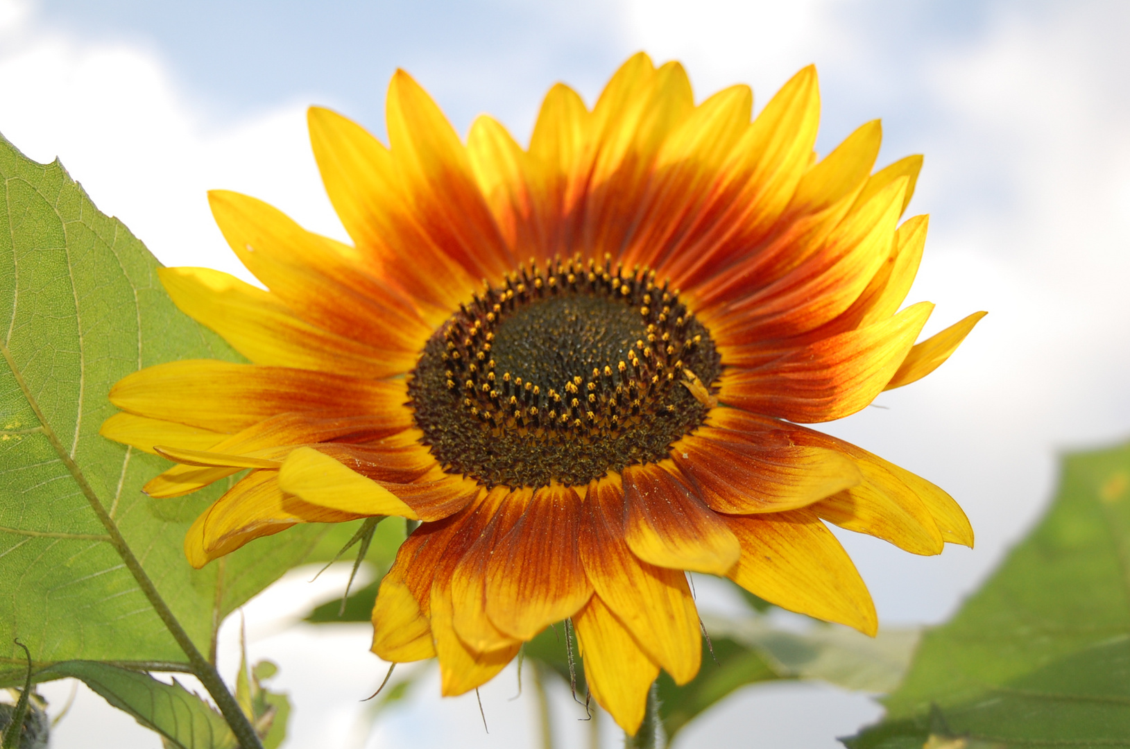 Sonnenblume bei uns im Garten