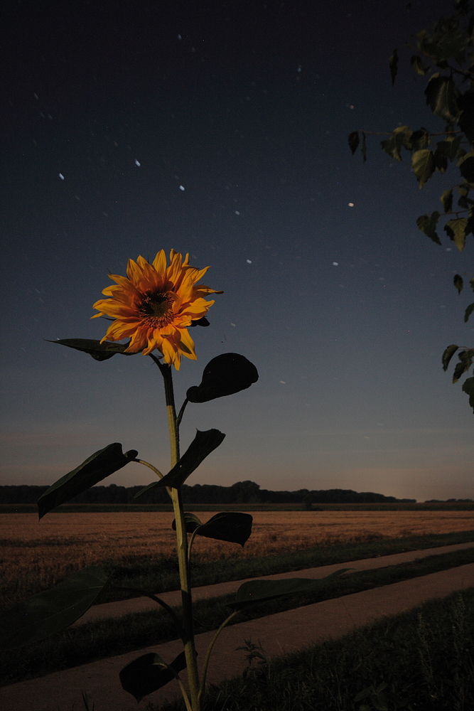 Sonnenblume bei Vollmond