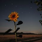 Sonnenblume bei Vollmond