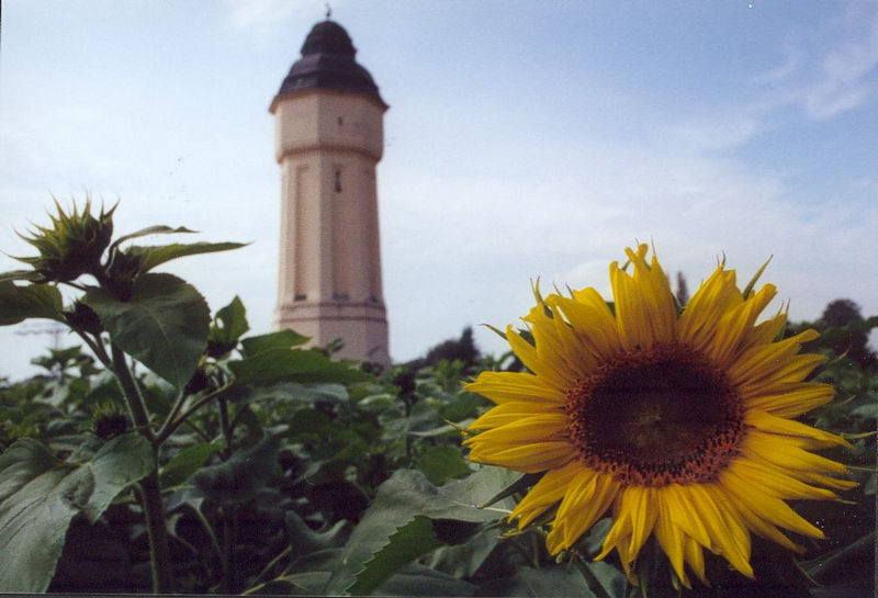 Sonnenblume bei Wasserturm