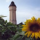 Sonnenblume bei Wasserturm