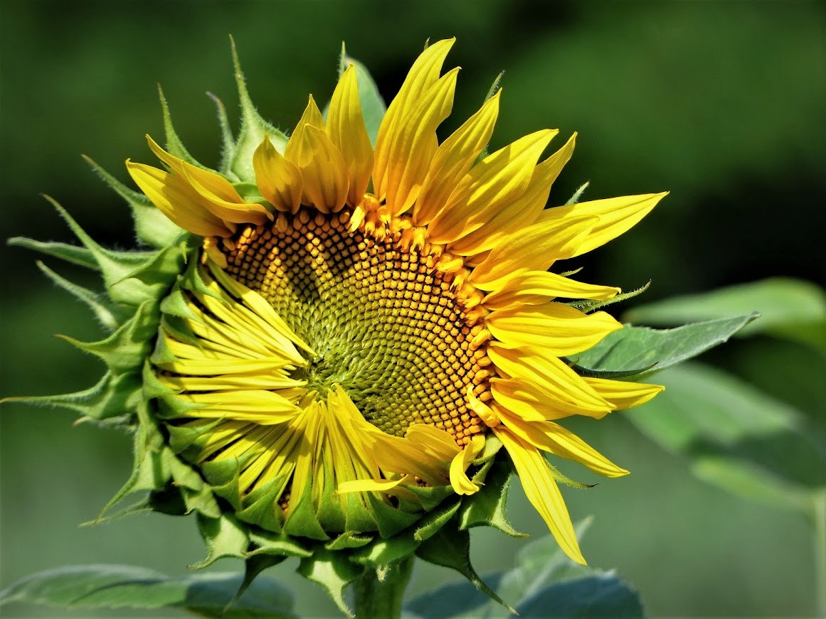 Sonnenblume beim Erblühen. Foto & Bild blüten, natur Bilder auf