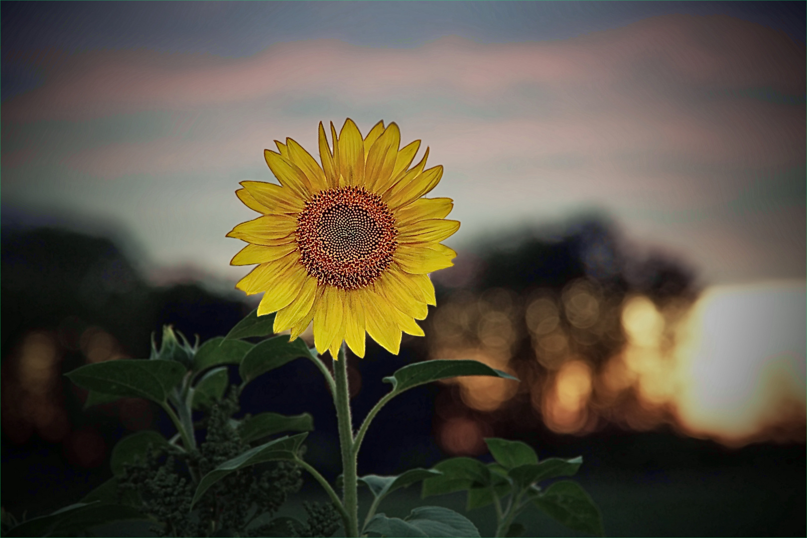 Sonnenblume beim Sonnenuntergang