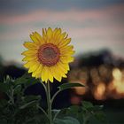 Sonnenblume beim Sonnenuntergang