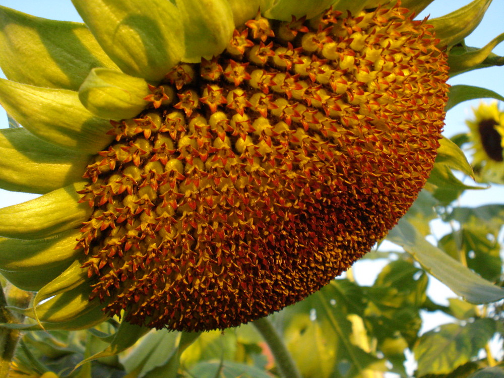 Sonnenblume beim Sonnenuntergang