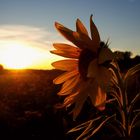 Sonnenblume beim Sonnenuntergang