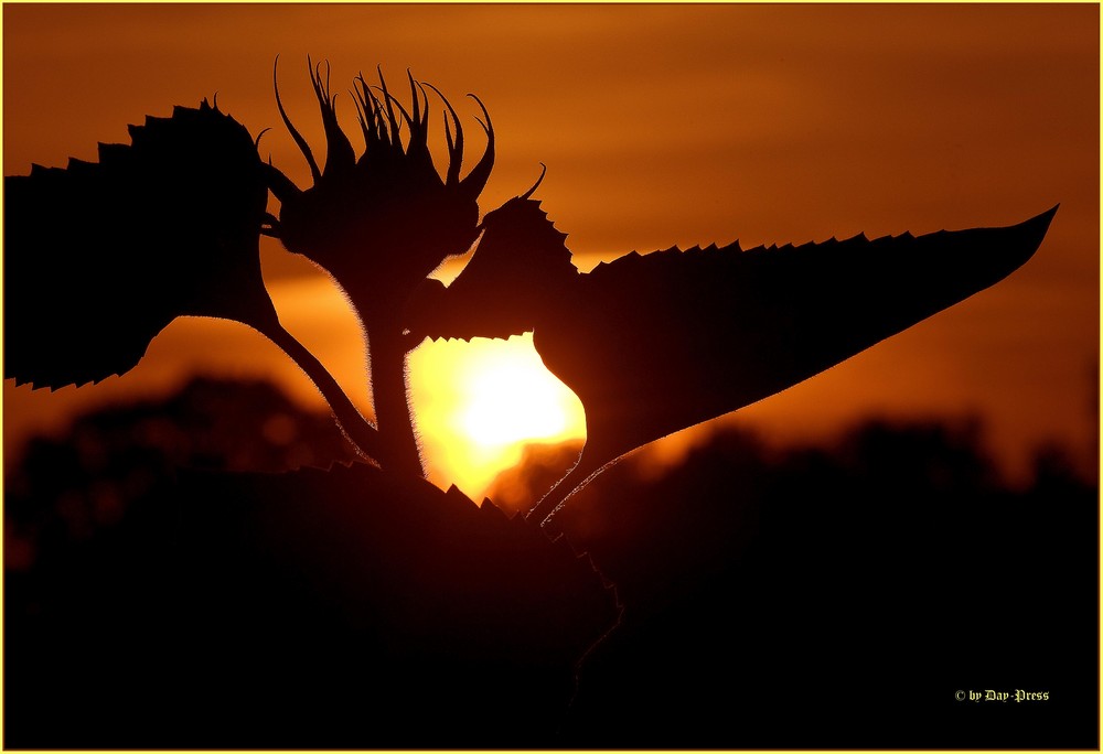 Sonnenblume beim Sonnenuntergang
