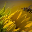 Sonnenblume bekommt Besuch