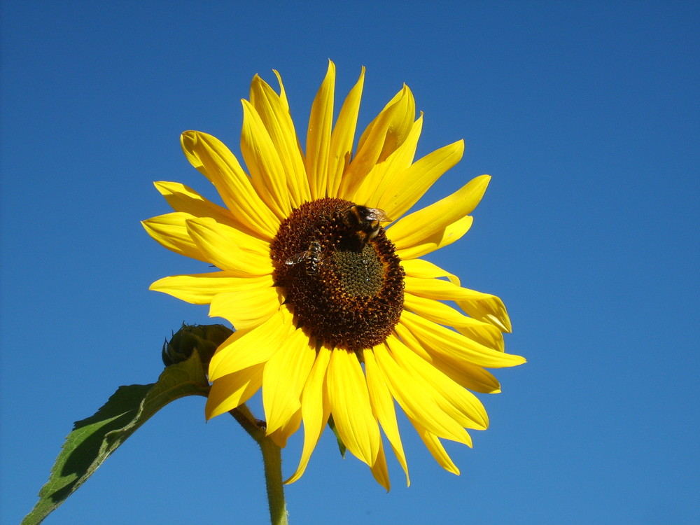 Sonnenblume bekommt Besuch ;-)