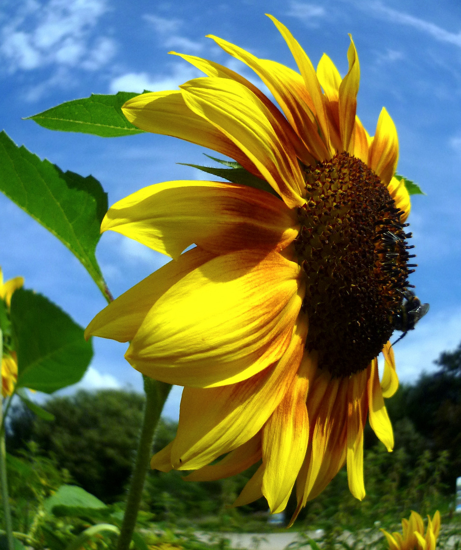 Sonnenblume beschnuppern