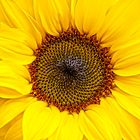 Sonnenblume