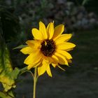 Sonnenblume