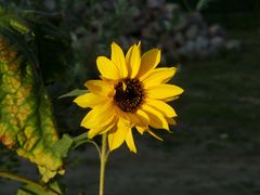 Sonnenblume