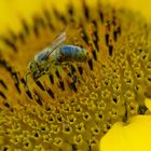 Sonnenblume Biene