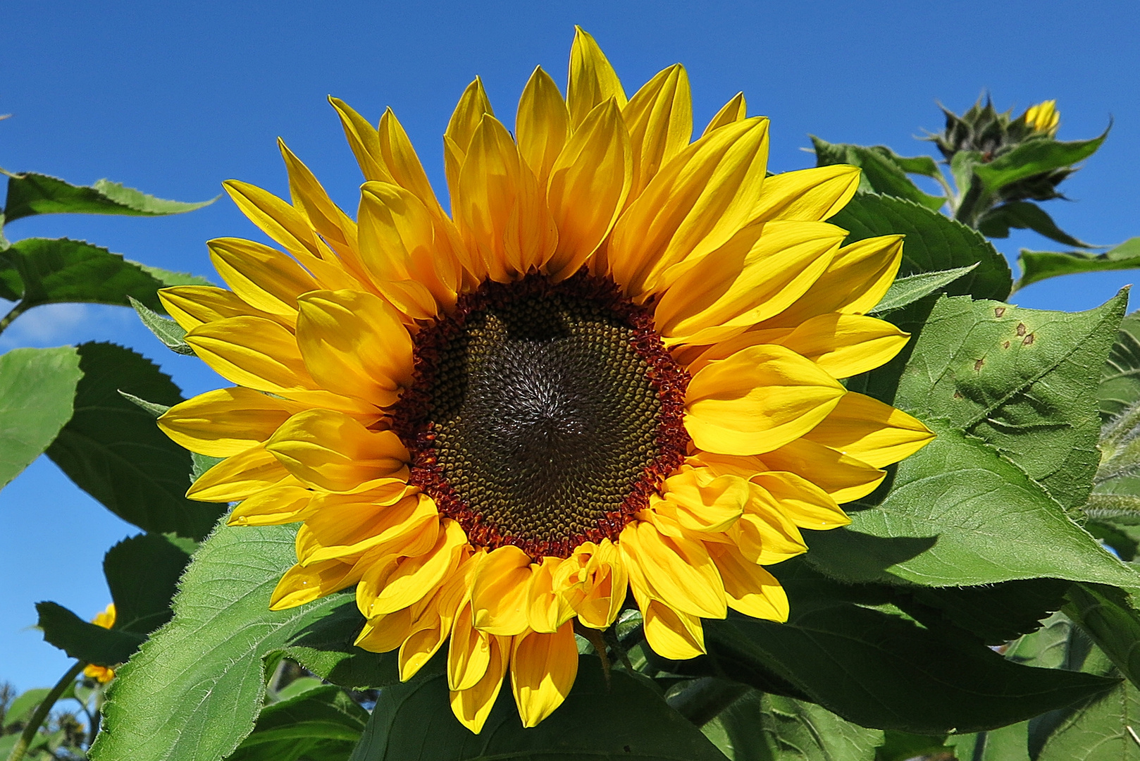 Sonnenblume - Blüte vom 8. Oktober 2017