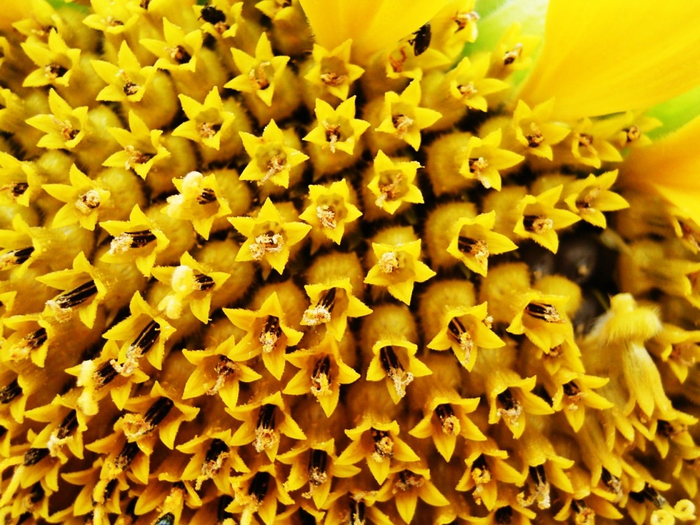 Sonnenblume Blüten-Detail