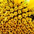 Sonnenblume Blüten-Detail